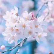 haruの画像