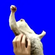 そのための右手の画像