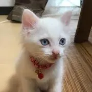 かぶき@S