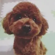 むぎの画像