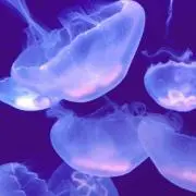 くらげの画像