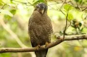 Birdの画像