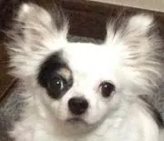 矢沢琥太郎