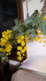 ⁠⁠⁠✺lemon⁠⁠✺⁠⁠の画像