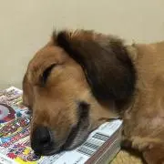 komo
