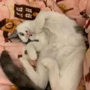 Ｙ．Ｓ