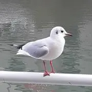 ゆきの画像