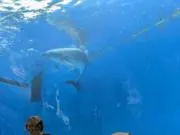 蓮翔の画像