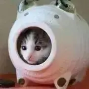 かぷち〜の♪の画像