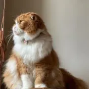 tpokの画像