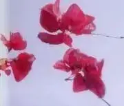 しおの画像