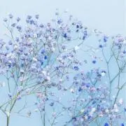 ゆきゆうの画像