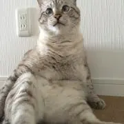 ハクの画像