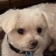よういちかの画像