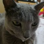 ひだりの画像