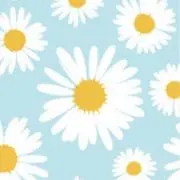 カモミールの画像