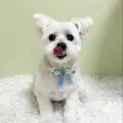 マキシム