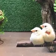ぷ