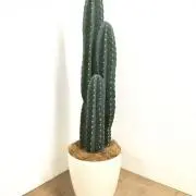 mam
