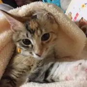 みかん