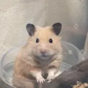 Yamadaleeの画像