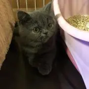 向日葵