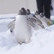 パピコの画像