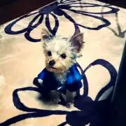 ポテチロルの画像