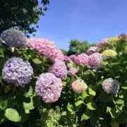 のんの