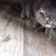 はなの画像