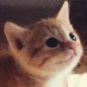 こはるの画像