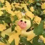 もかみるくの画像