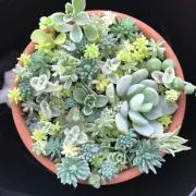 ベル（まとめ買いキャンペーン中です）の画像