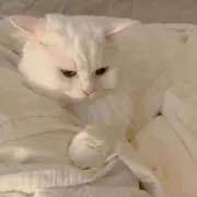 ʀ