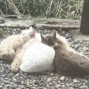 ホセインの画像