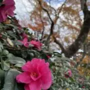 うさ(まとめ買い値引き⭕️)の画像