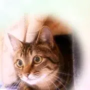 みーちゃんの画像
