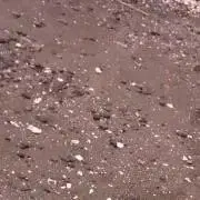なつめの画像