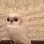skkの画像
