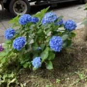 dogdogdogの画像