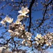 ミサの画像