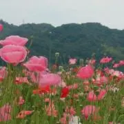 konの画像
