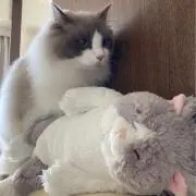 ノンタロウ