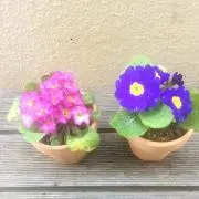 niitaの画像