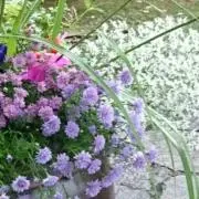 中紅花