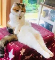 ねこの画像