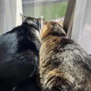 kurotora1113の画像