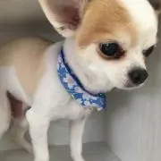 yu