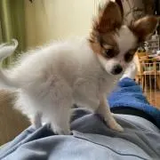 カル