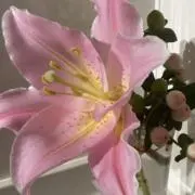 なななの画像